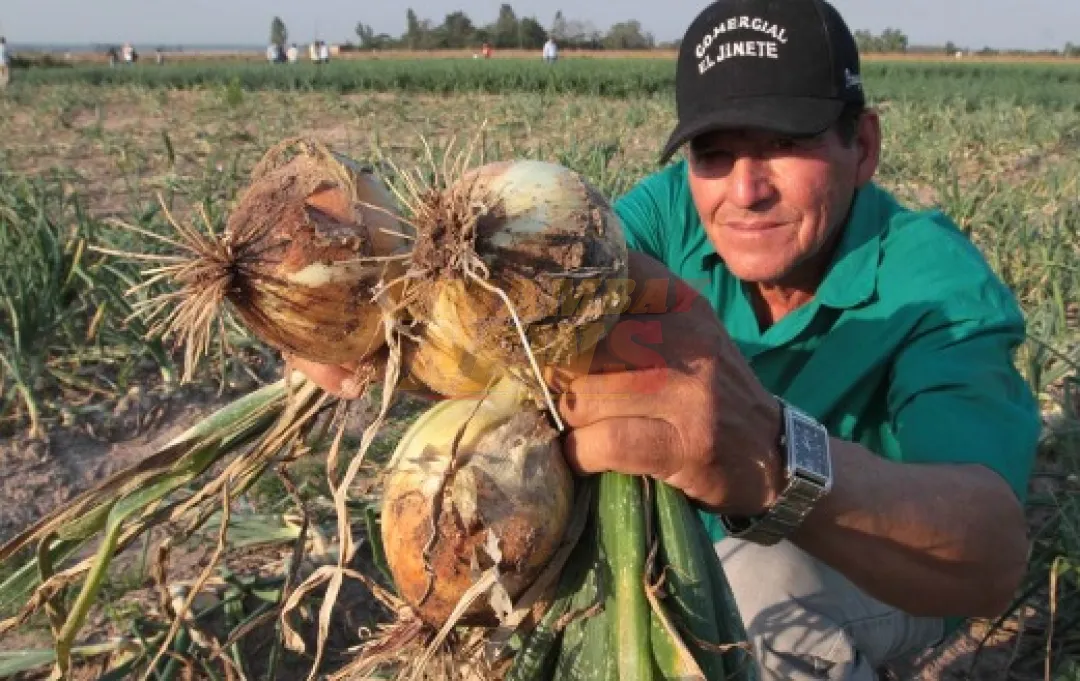 Siembra de cebolla avanza 60% en el norte del país