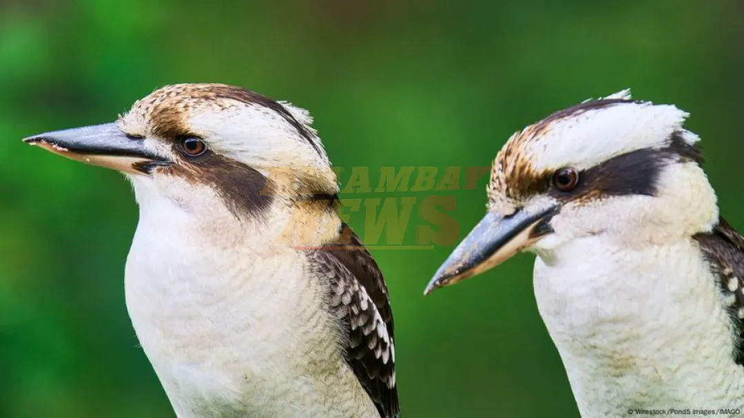 Cambio de sexo en aves silvestres es más común de lo pensado