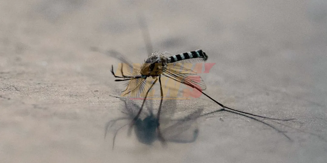Salud reporta 873 casos sospechosos de dengue por semana