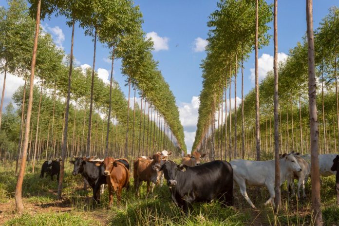 AFD aprueba créditos para proyectos forestales por valor a USD 40 millones en el 2023