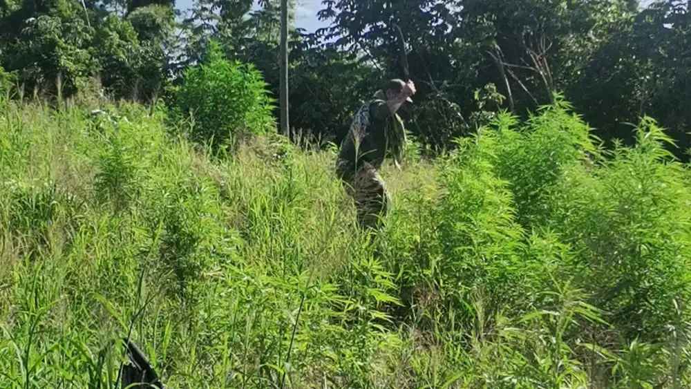 Destruyen plantaciones de marihuana en etapa de crecimiento en Amambay