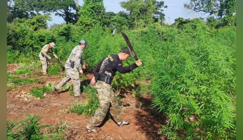 SENAD elimina plantaciones de marihuana en Bella Vista Norte