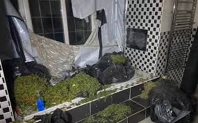 Descubren una plantación industrial de marihuana en la mansión de una estrella del fútbol