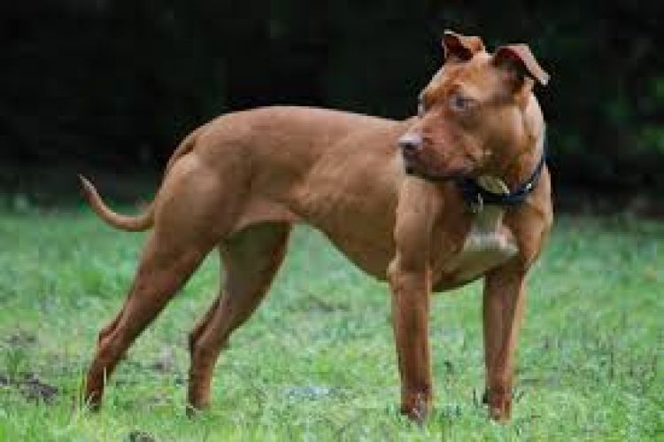 El pitbull de la familia mató al bebé de la casa