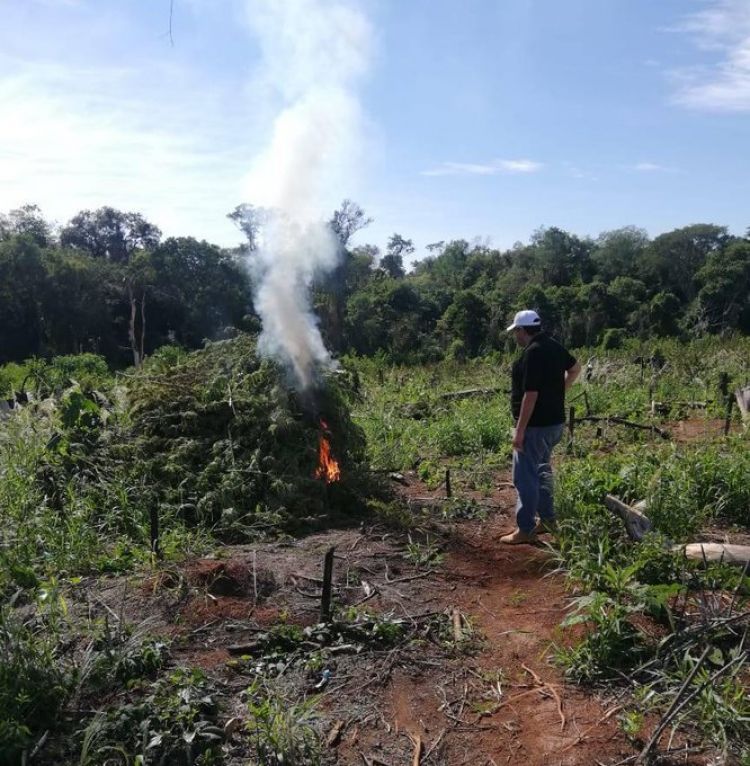 Procedimiento resultó en destrucción de marihuana por valor aproximado de G. 960 millones