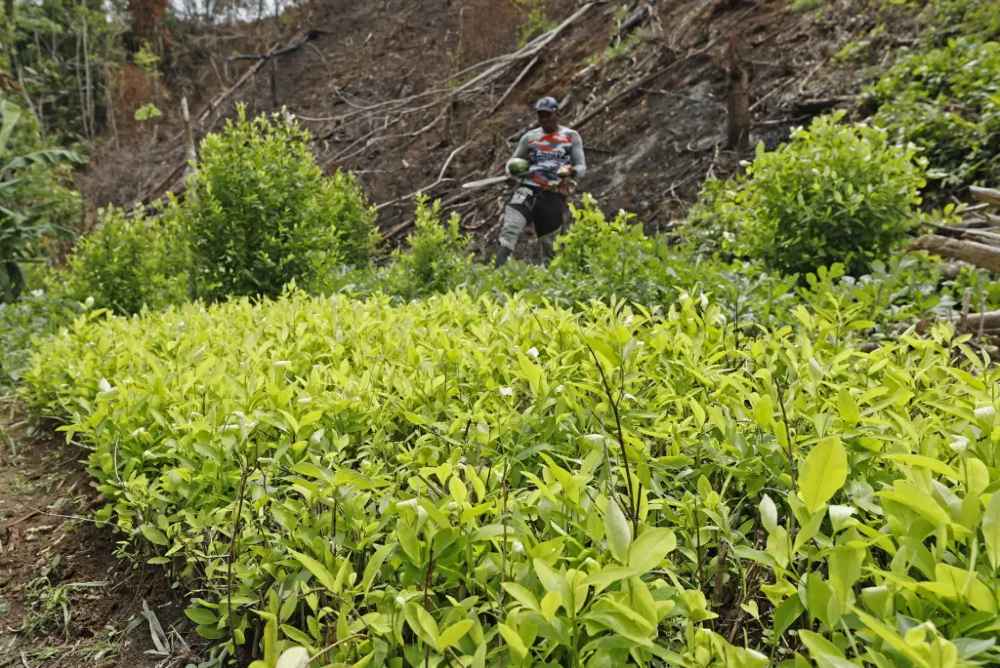 Los cultivos de coca en Colombia volvieron a romper récord con 230.000 hectáreas en 2022