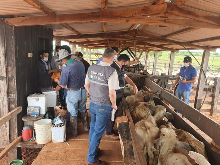 Senacsa prosigue con vacunación contra la brucelosis bovina y la fiebre aftosa
