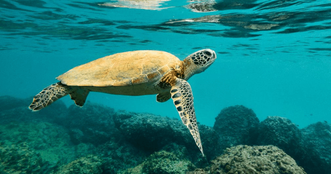 Cambio climático agrava la situación de las especies migratorias