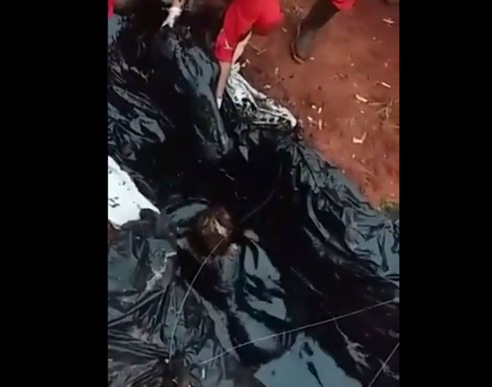 Descontrol en bautismo de "bichos" de la Facultad de Caazap