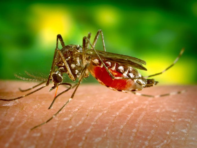 Dengue: se duplican casos a nivel país