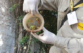 Acordate de eliminar los criaderos de mosquitos