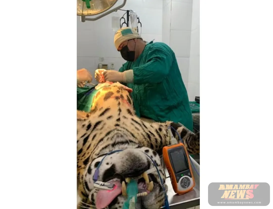 Intervención quirúrgica a jaguareté en el Zoológico de Asunción