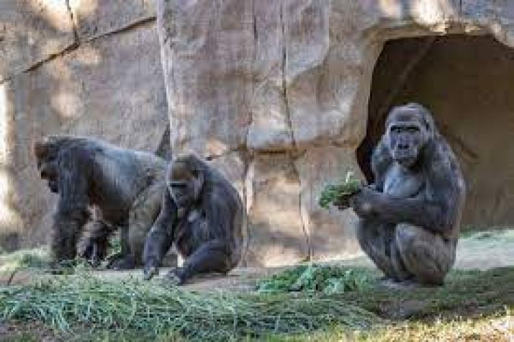 13 gorilas del zoológico de Atlanta dan positivo por covid-19