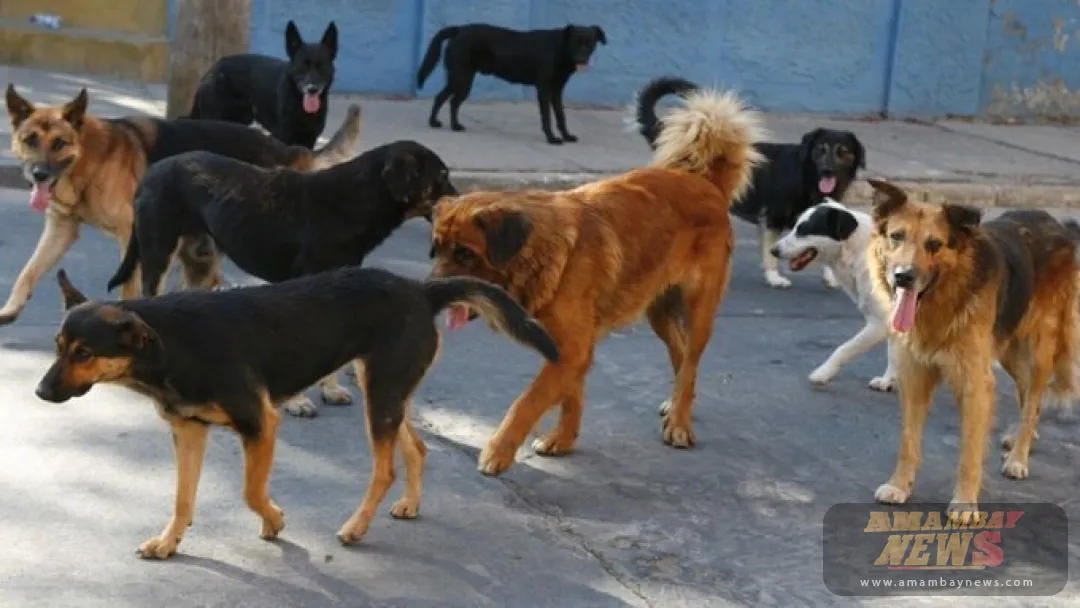 Perros sueltos ocasionan accidente de moto en Concepción