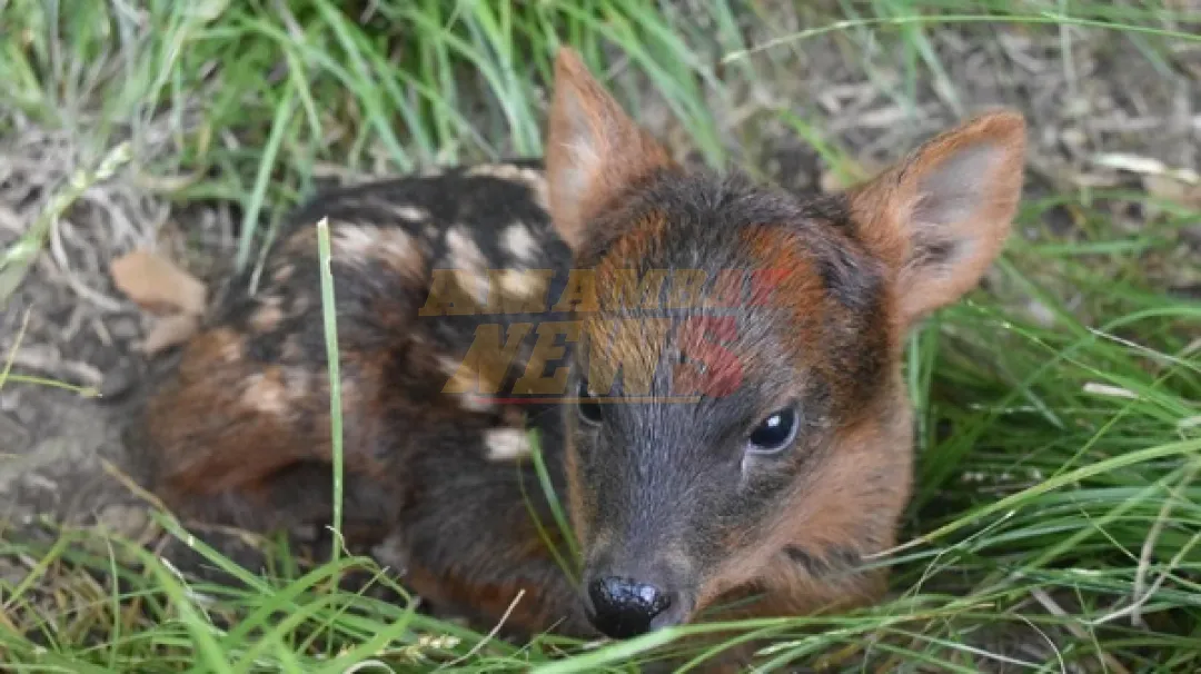 Nace un pudú en Argentina, el ciervo más pequeño del mundo