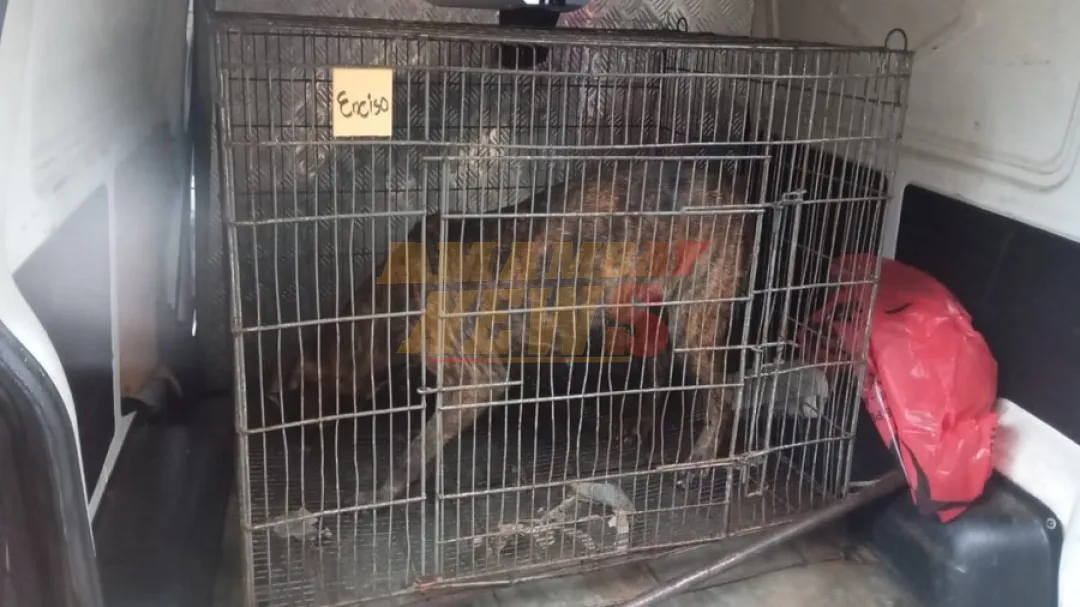 Ataque mortal de perros: Dan el alta a sobreviviente que sufrió 50 mordidas