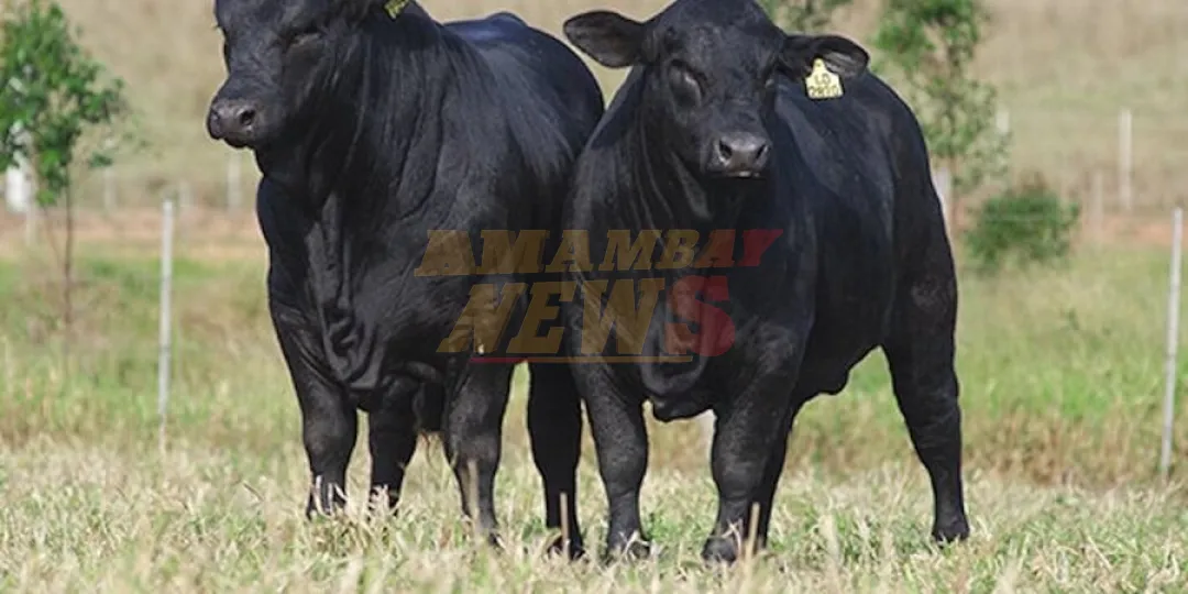 Raza Brangus realizará feria de más de 500 vientres en la Nacional de Primavera