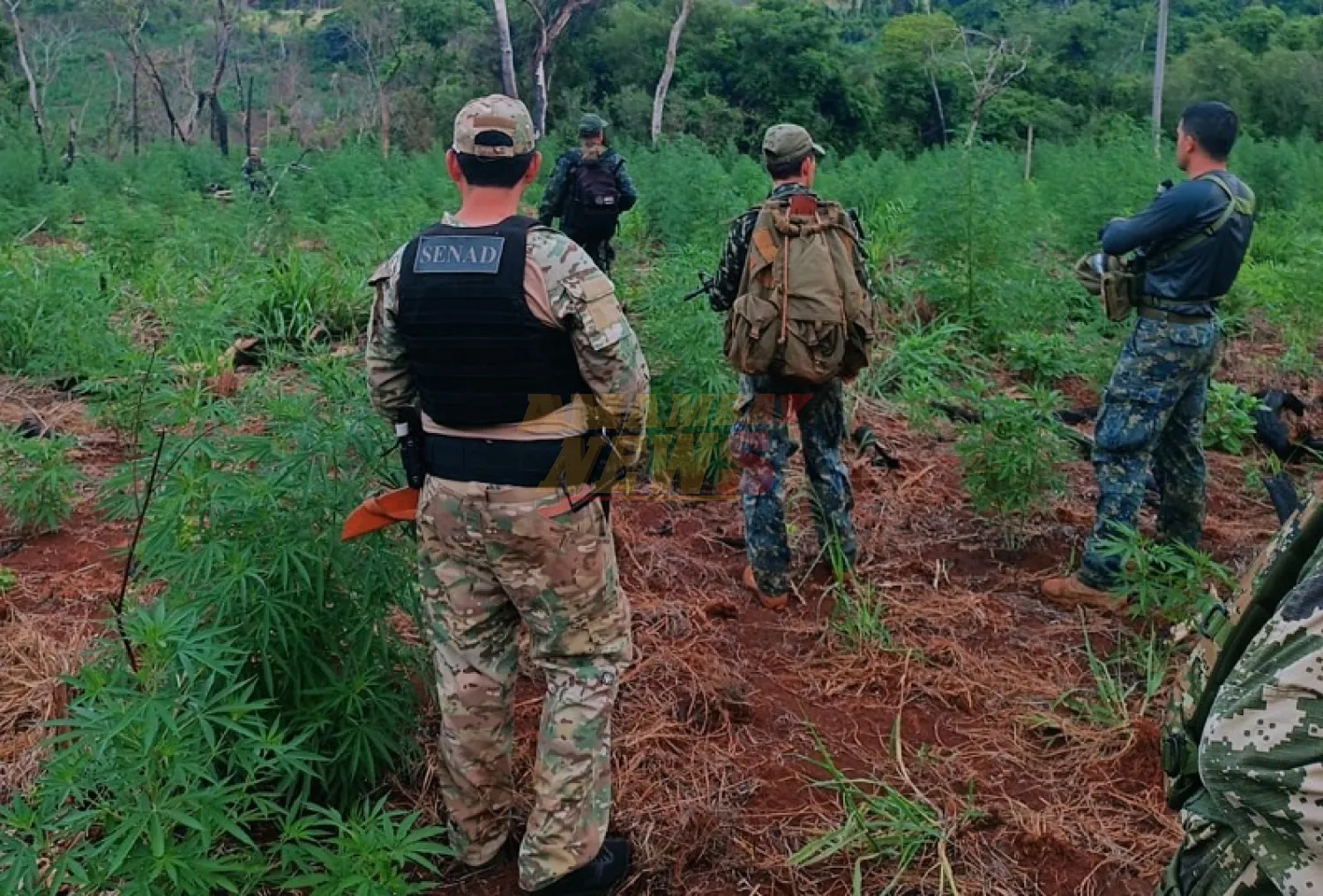 Operación Nueva Alianza 53 con fuertes golpes al narcotráfico en zonas fronterizas