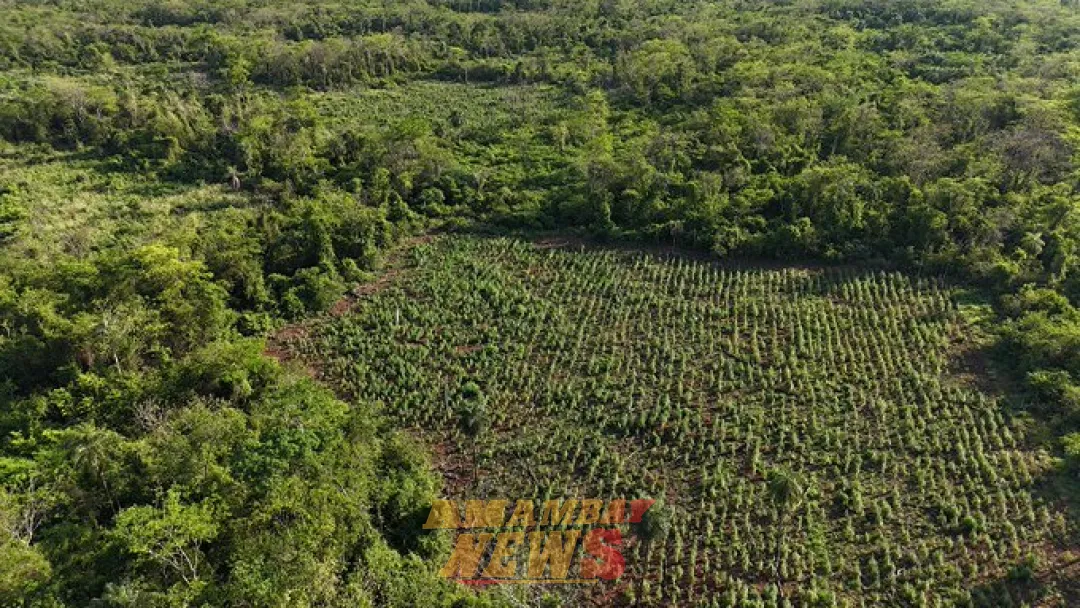 SENAD intensifica ataque a centros de producción de marihuana en San Pedro