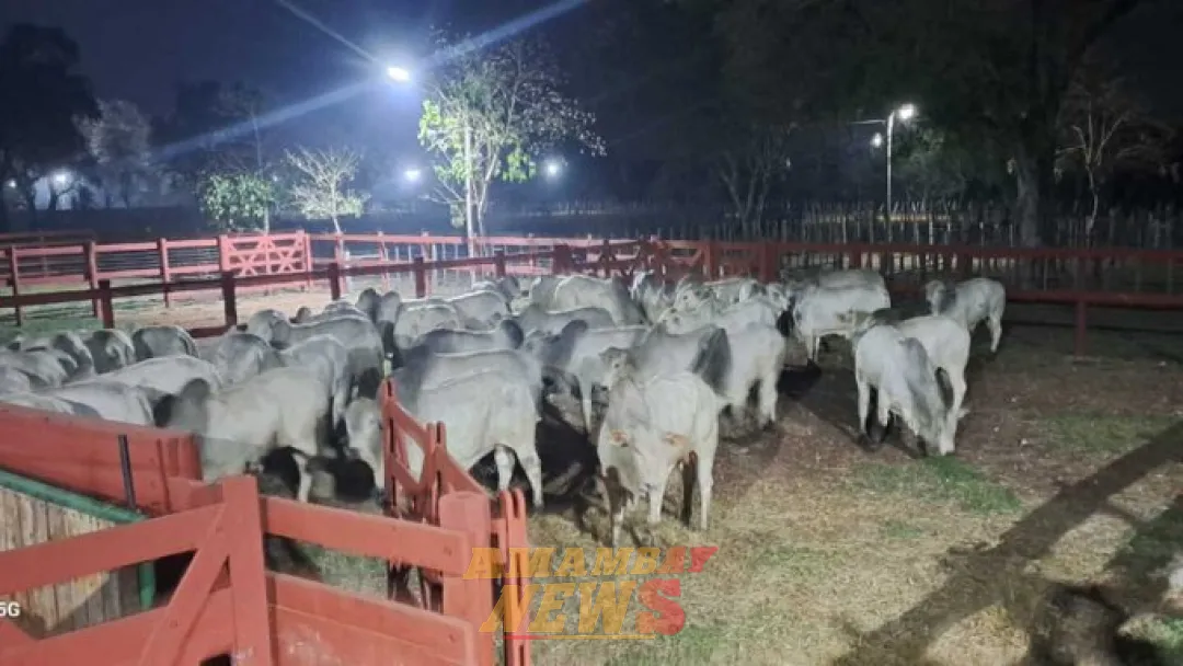 Retuvieron temporalmente ganado de la familia de Eulalio Gomes