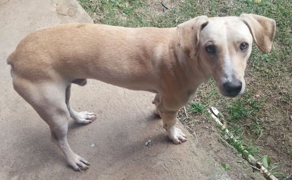 Animaleros piden que funcione la Dirección de Defensa Animal