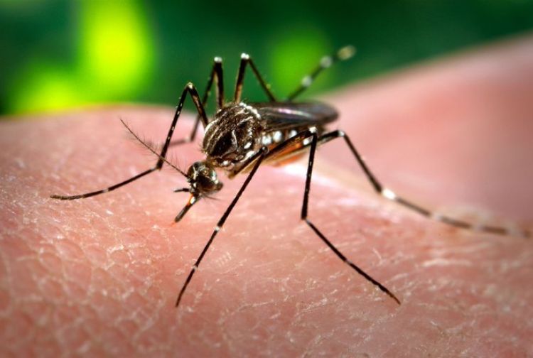 Ciudadano venezolano internado con malaria se encuentra estable