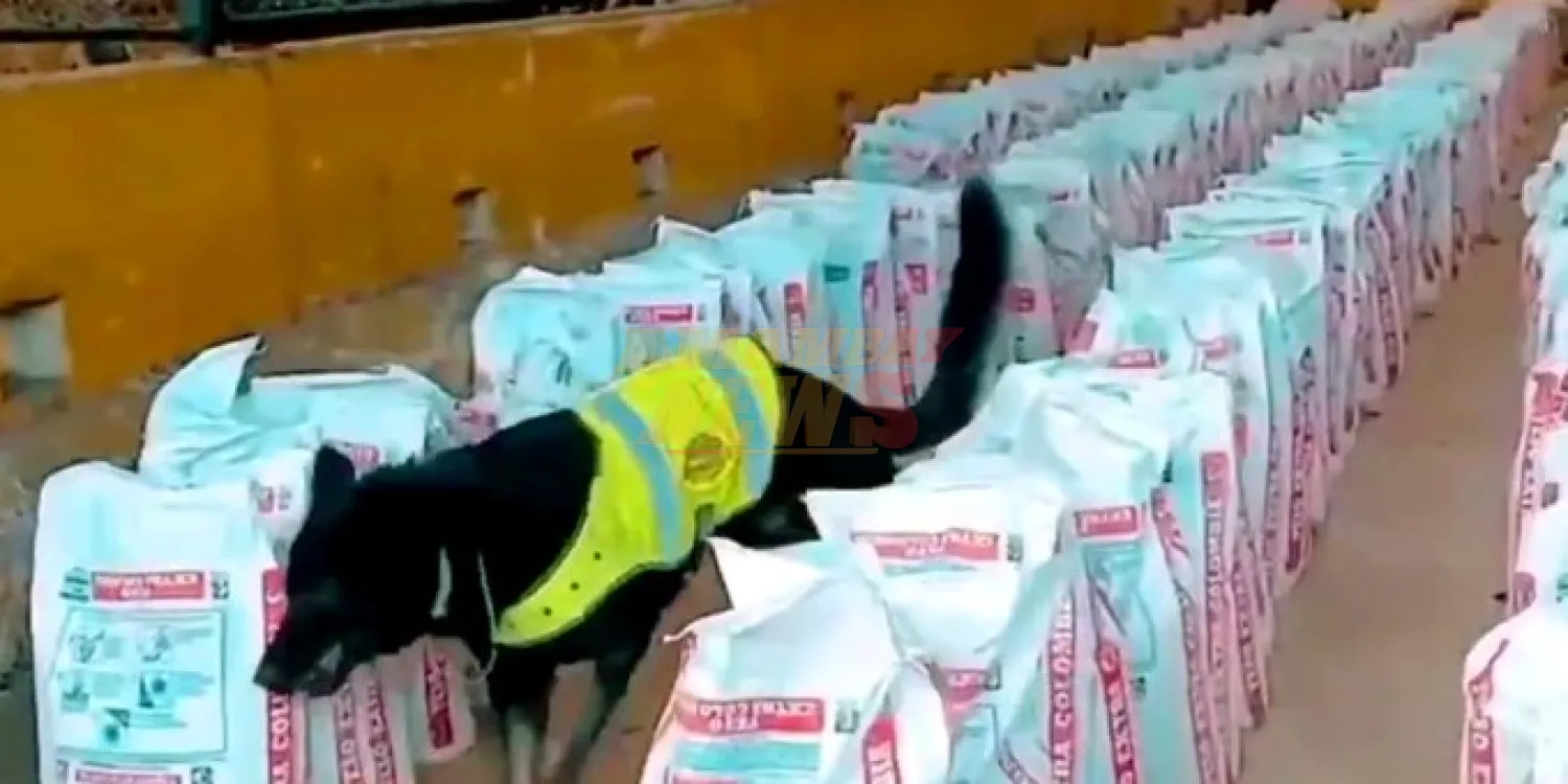Colombia decomisa 14 toneladas de cocaína, récord en la última década