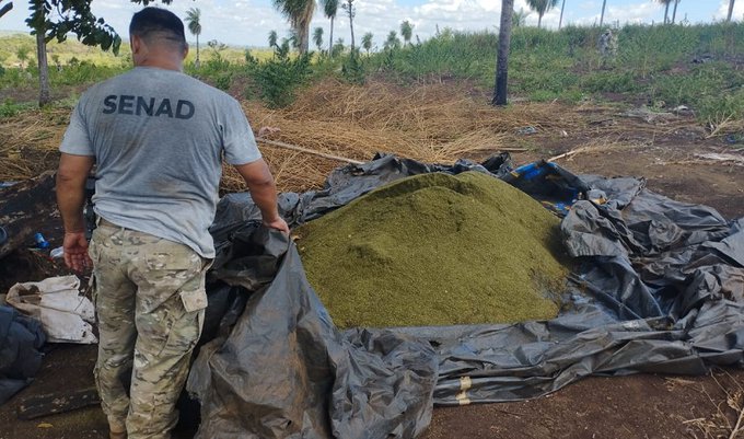 SENAD registra destrucción de 12 toneladas de marihuana al narcotráfico