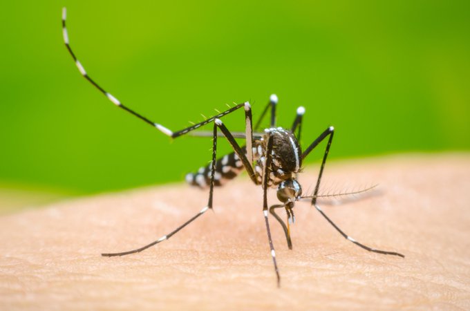 Casos de dengue disminuyeron pero instan a seguir eliminando criaderos de mosquitos