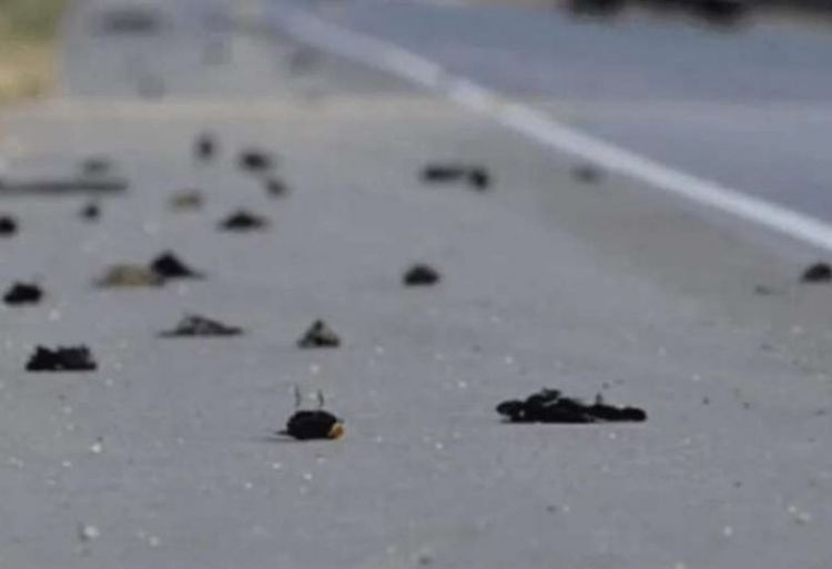 Investigan la muerte de miles de pájaros en Nuevo México