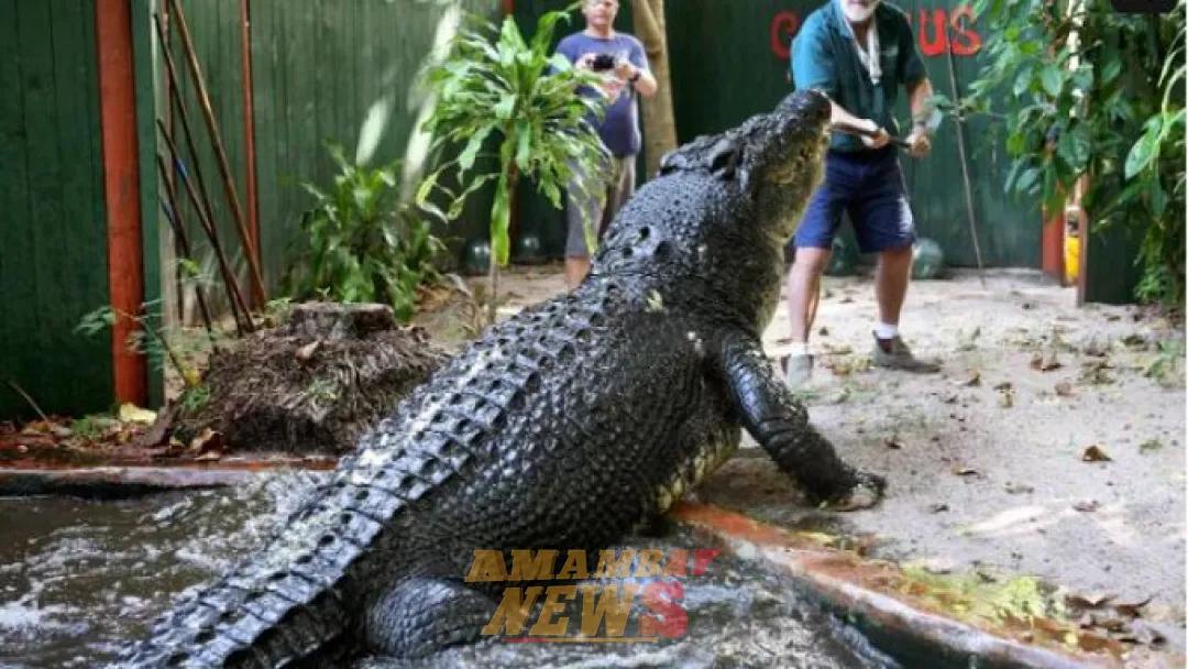 El cocodrilo más grande del mundo fallece en un centro de animales en Australia