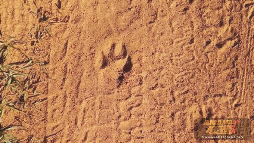 Un ser extraño mató animales en Itá, dicen