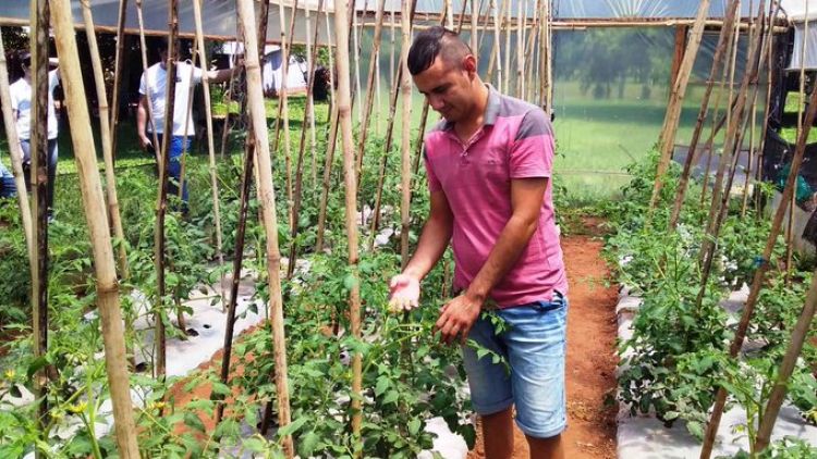 Horticultores inician nueva siembra de tomate con sistema invernadero