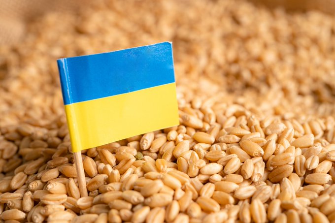 Ucrania exportó 3,7 millones de toneladas de grano desde que acordó con Rusia abrir el corredor por el Mar Negro
