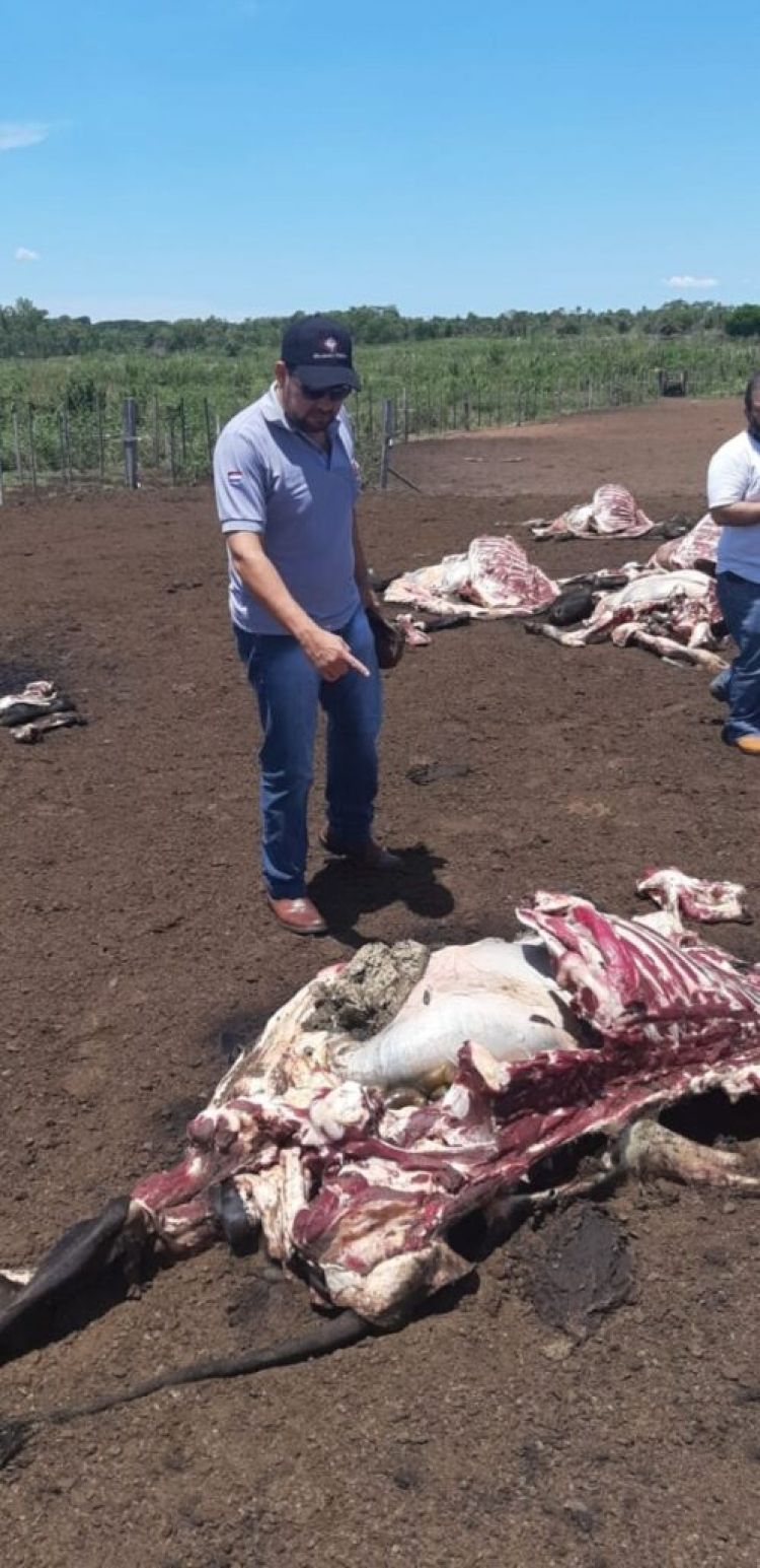 Aparecen las “Fuerzas Especiales ACA” y faenan vacunos de una estancia en Loreto