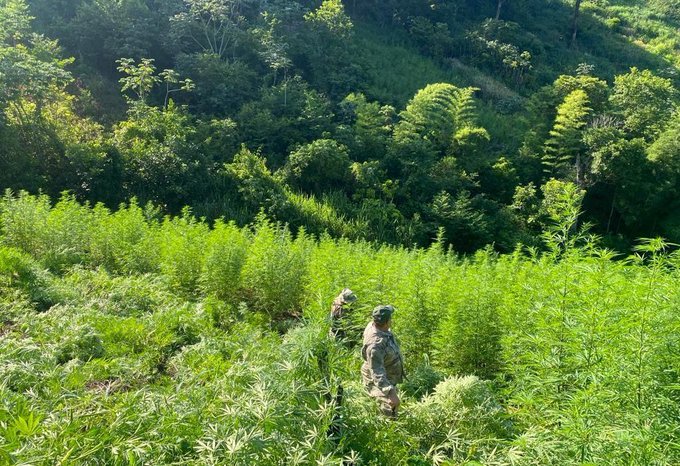 Destruyen unos 6 mil kilos de marihuana y varios narcocampamentos en Zanja Pyt