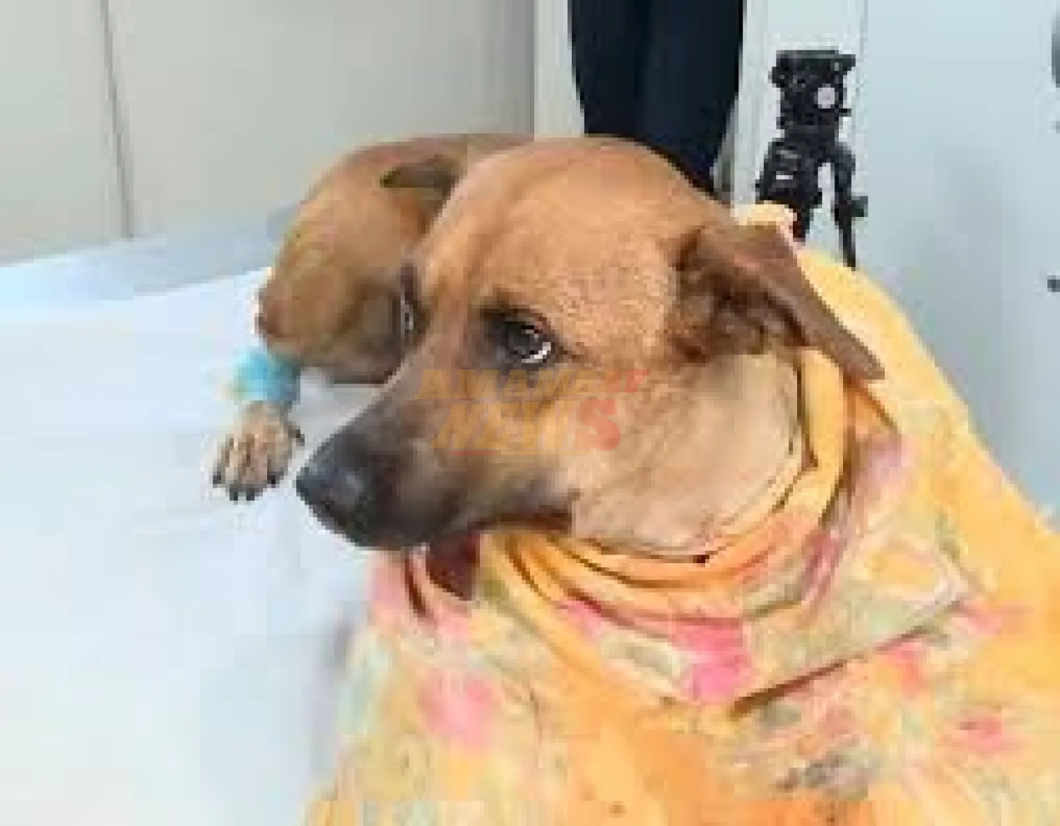 Caso Canela: imputan por crueldad animal a adolescente de 17 años