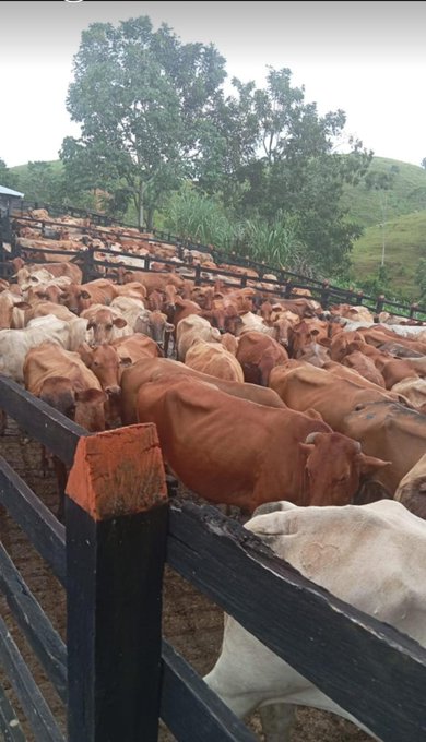 Establecen periodos de vacunación contra la fiebre aftosa y brucelosis bovina para el 2024