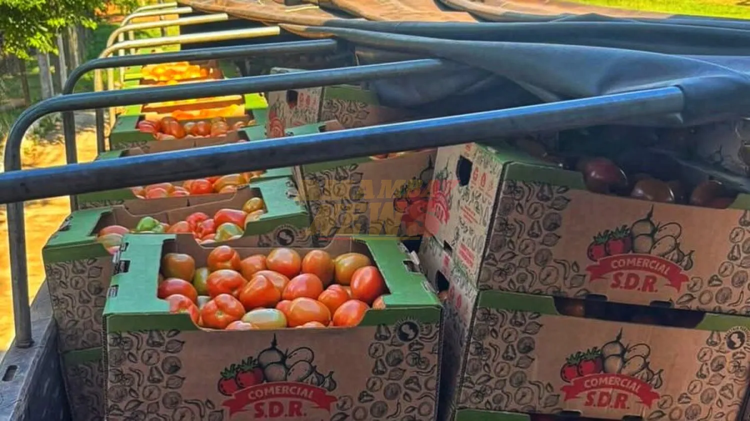 Productores de Caaguazú concretan la primera exportación de tomate del año a la Argentina