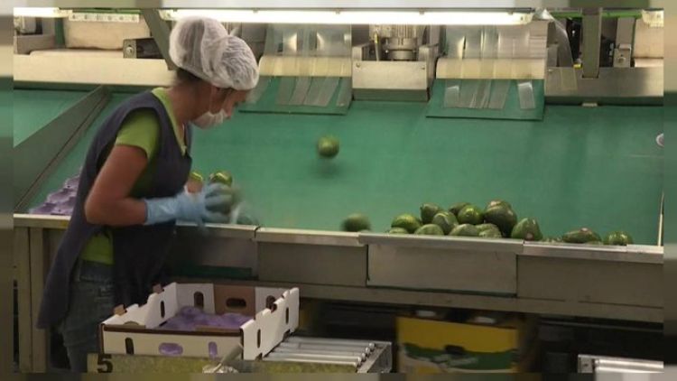 Guerra del aguacate entre Estados Unidos y México