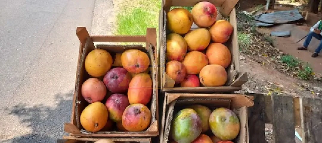 El mango nacional se perfila como nuevo producto de exportación