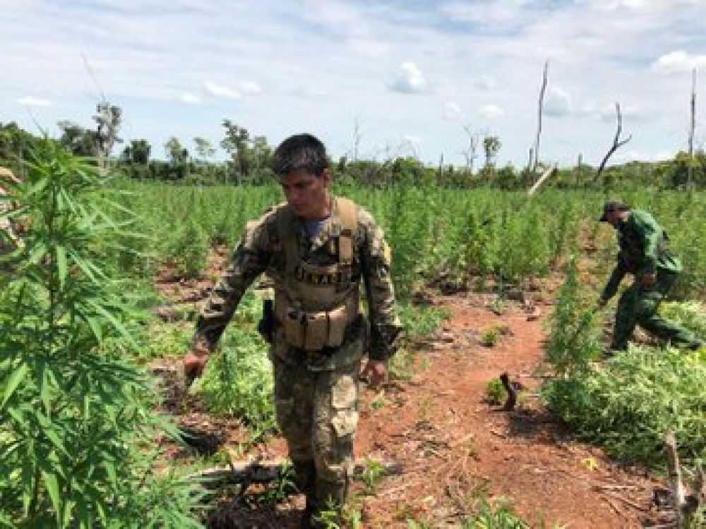Senad destruye marihuana en la Colonia Nueva Yaú