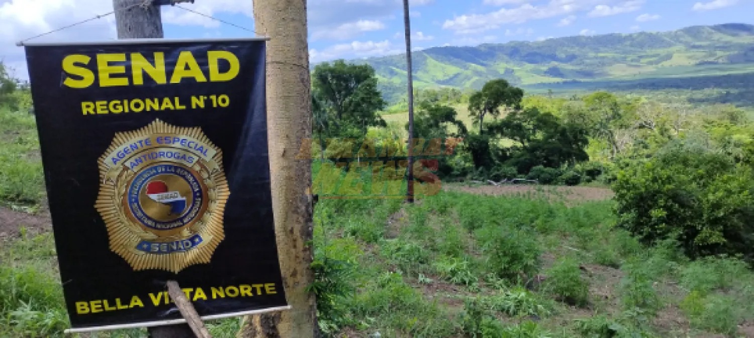 SENAD destruye 15 mil kilos de marihuana en Bella Vista Norte