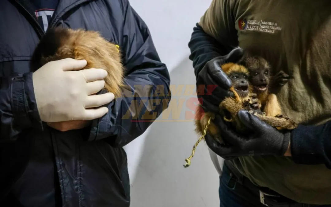 Rescatan ejemplares de karajas del tráfico ilegal de fauna silvestre