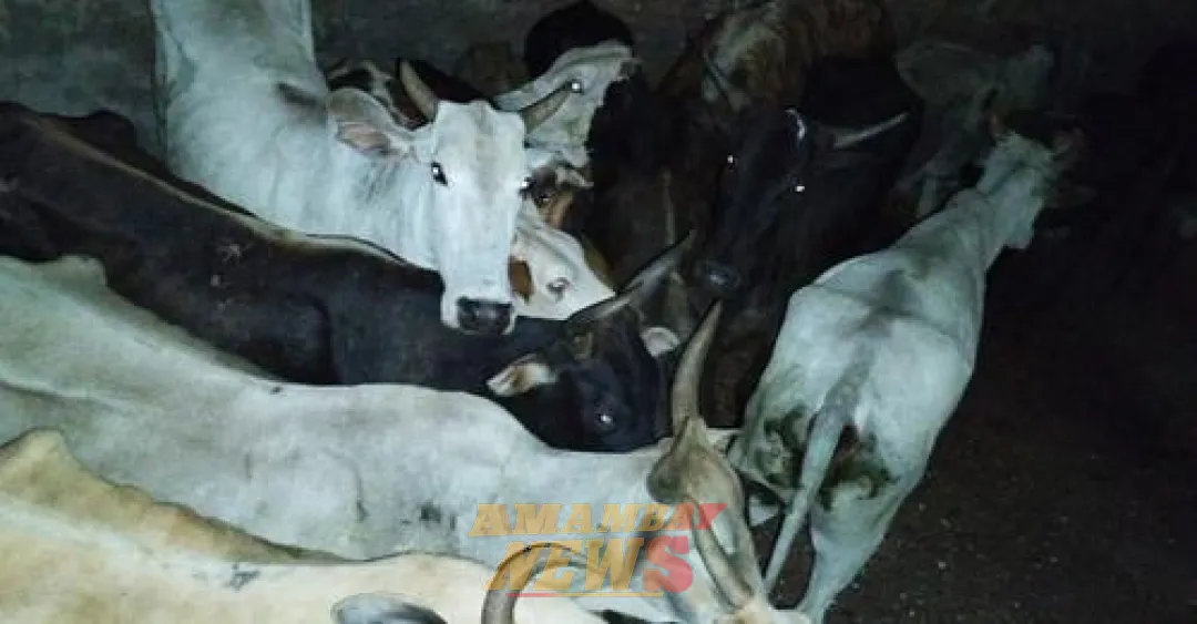 Agentes logran recuperar 21 vacas robadas en Caazapá