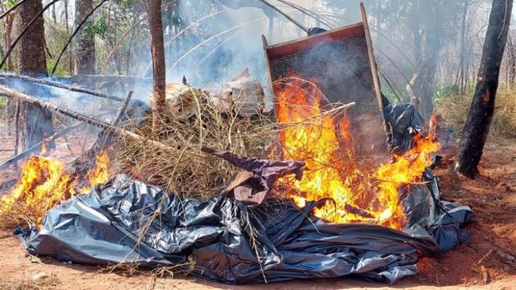 Senad incauta más de 6.000 kilos de marihuana en Amambay