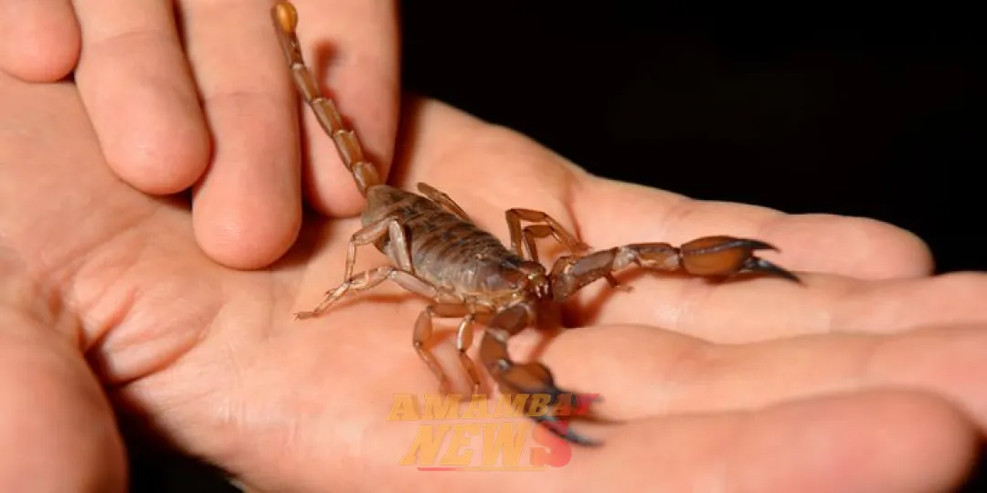 Instan a sacudir zapatos y ropas por temporada de alacranes