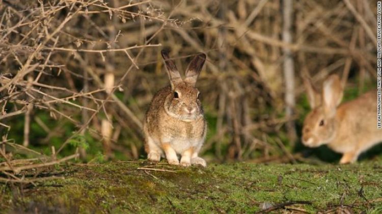 Un virus mortal ahora amenaza a los conejos en EE.UU. y ya está en varios estados