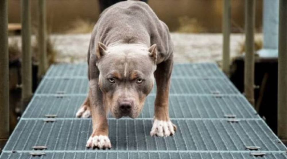 Pitbull ataca a tres niños en patio de escuela en Capiatá