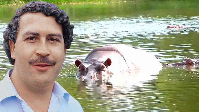 Ecuador se niega a recibir hipopótamos de Pablo Escobar